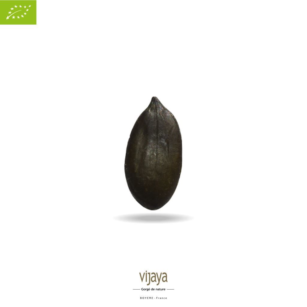Vijaya